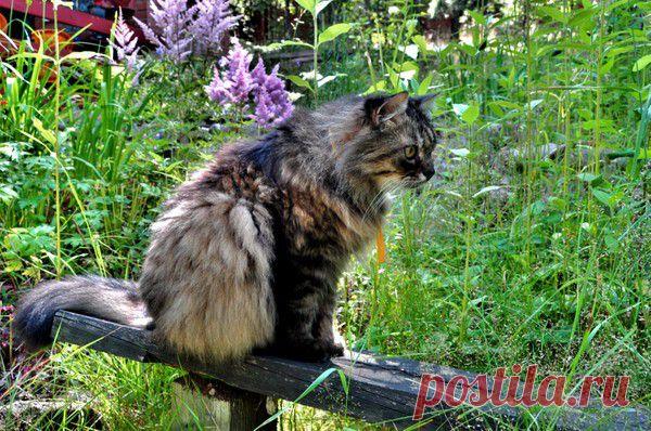 Фунтик - 50 фото. Фотографии Ольга Кондратьева.