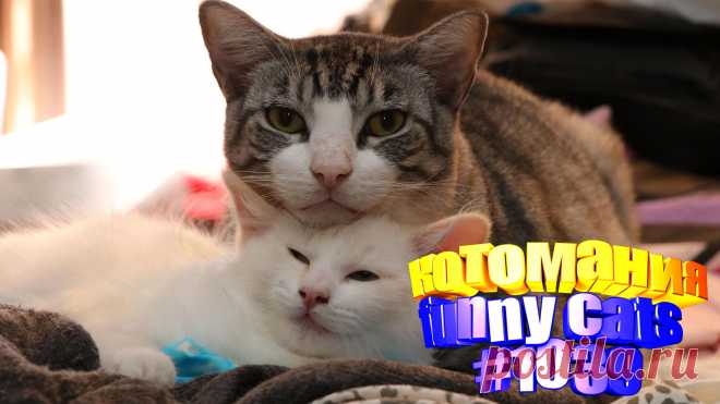 Любите смотреть смешные видео про кошек? Тогда мы уверены, Вам понравится наше видео 😍. Также на котомании Вас ждут: видео кот,видео кота,видео коте,видео котов,видео кошек,видео кошка,видео кошки,видео о котах, видео прикол, видео смешные кошка, говорящие коты, коты видео, кошка, кошки видео, приколы про животных до слез, про котов, с кошками, смешно котики, смешной кот, смешные кошки