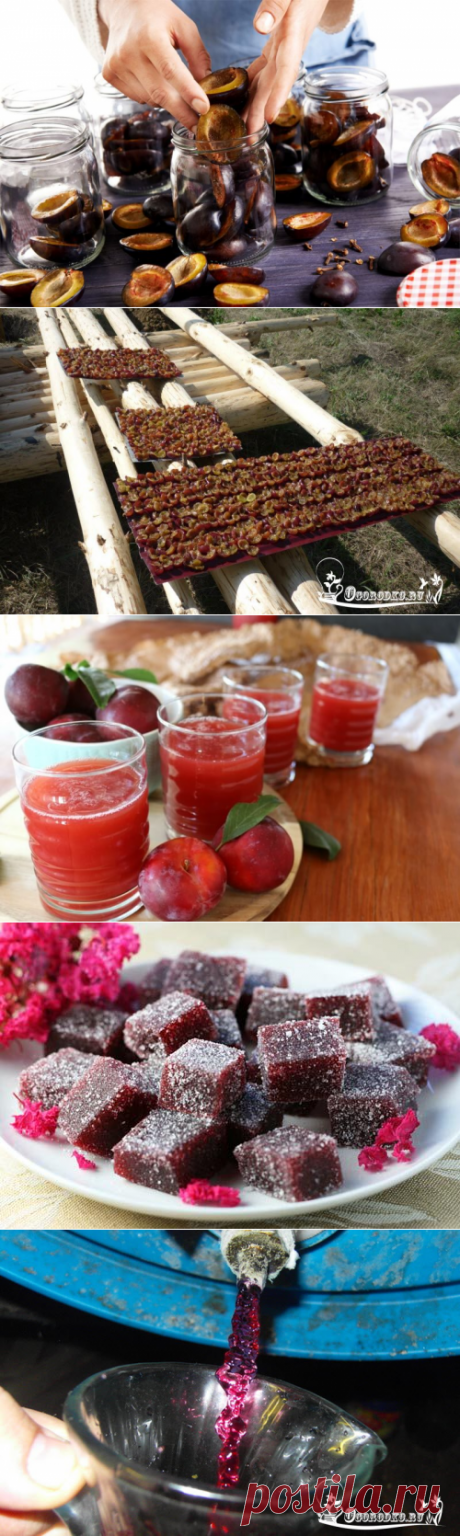 Сливы на зиму – 7 лучших рецептов