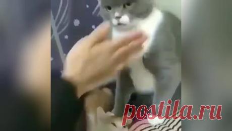 «Хватит издеваться»: злой кот не послушал хозяина и заставил Сеть хохотать. Ридус