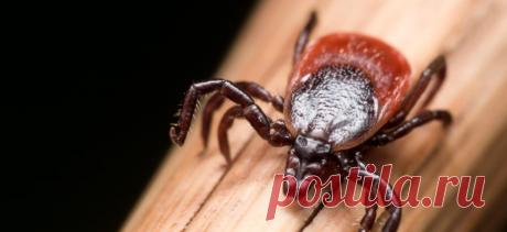 Укусил клещ, болезнь Лайма: Что должны знать владельцы собак | PetTips