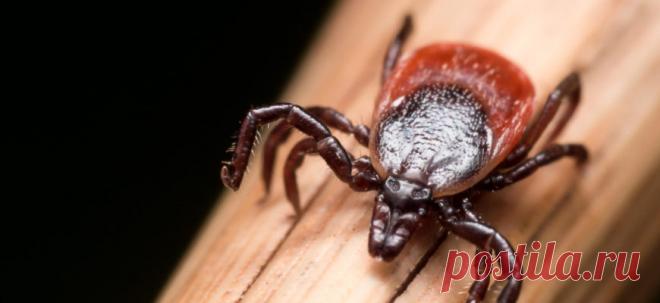 Укусил клещ, болезнь Лайма: Что должны знать владельцы собак | PetTips