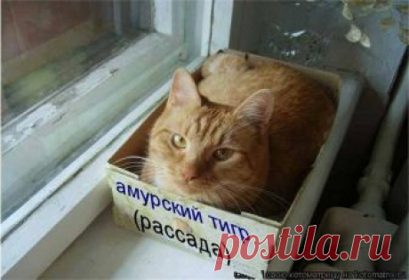 (87) Facebook