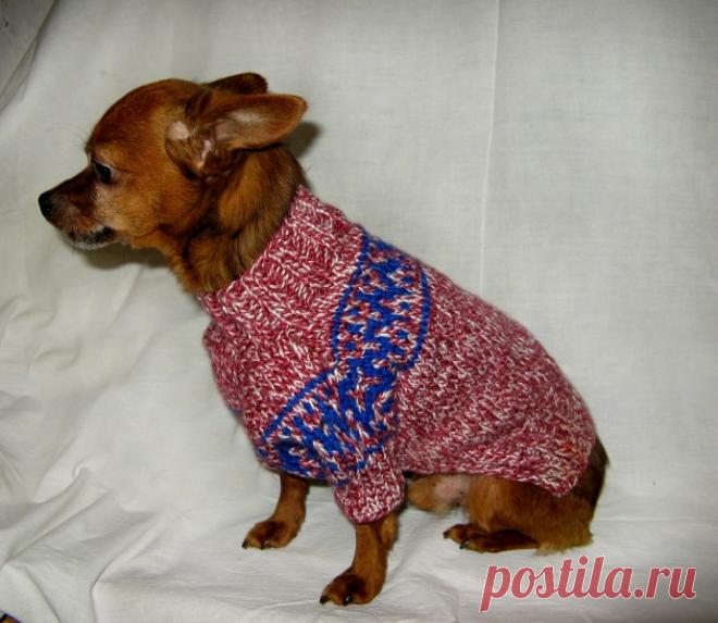 Вязаные одёжки для любимых питомцев.