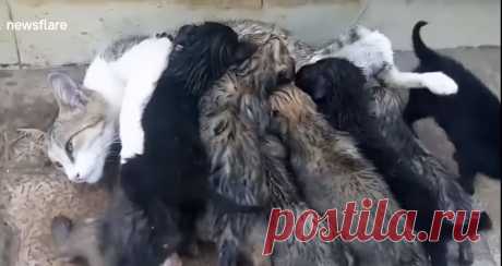Прохожий заметил на улице мокрых щенков, которых кормила кошка