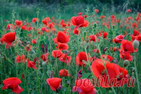 Многолетний садовый цветок Мак (Papaver). Многолетнее, двулетнее или однолетнее травянистое растение высотой от 15 до 130 см. Стебель прямостоячий, листья перисторассеченные. Цветки крупные, одиночные, разнообразной окраски, есть махровые формы. Цветет с мая по сентябрь.