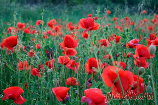 Многолетний садовый цветок Мак (Papaver). Многолетнее, двулетнее или однолетнее травянистое растение высотой от 15 до 130 см. Стебель прямостоячий, листья перисторассеченные. Цветки крупные, одиночные, разнообразной окраски, есть махровые формы. Цветет с мая по сентябрь.