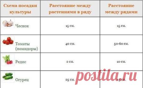 И будем теперь знать! / Мара или мечта о своем кусочке земли / 7dach.ru