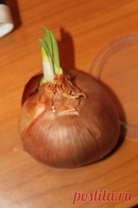 Космический эксперимент на вашем окне , выращиваем лук на гидропонике. / домашний огород / 7dach.ru