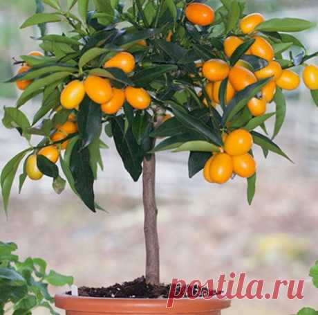 Кумкват, золотое яблоко.