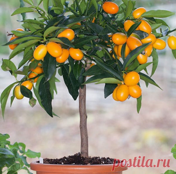 Кумкват, золотое яблоко.