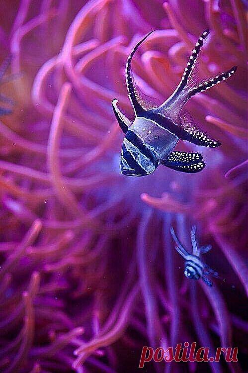 красные волны