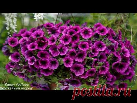 ЧТО ПОСЕЯТЬ В ЯНВАРЕ! ПОРА НАЧИНАТЬ ПОСЕВ СЕМЯН!