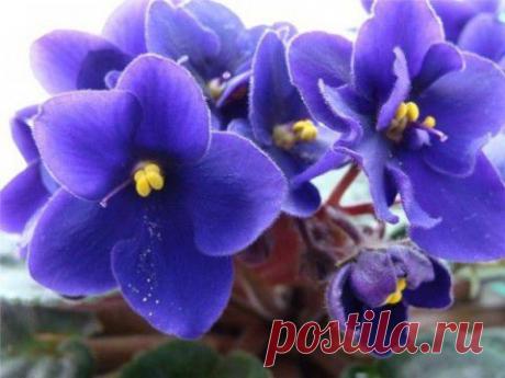 Мясо для бутербродов | Мамам, женщинам, бабушкам и очень любознательным.