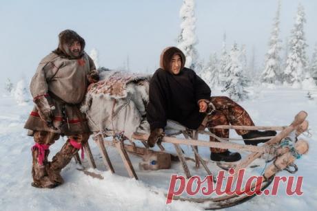 Ненцы и нарты. Ямало-Ненецкий Автономный Округ. Автор фото: Камиль Нуреев.