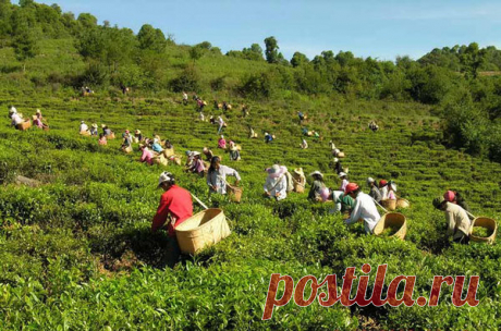 В ЧЕМ ОТЛИЧИЯ ШУР ПУЭР ОТ ШЕН ПУЭРА? | Джонни в Дзене | Яндекс Дзен