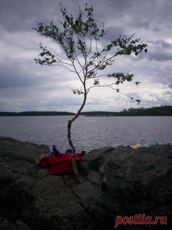 В папке будут милые котики и природа Карелии