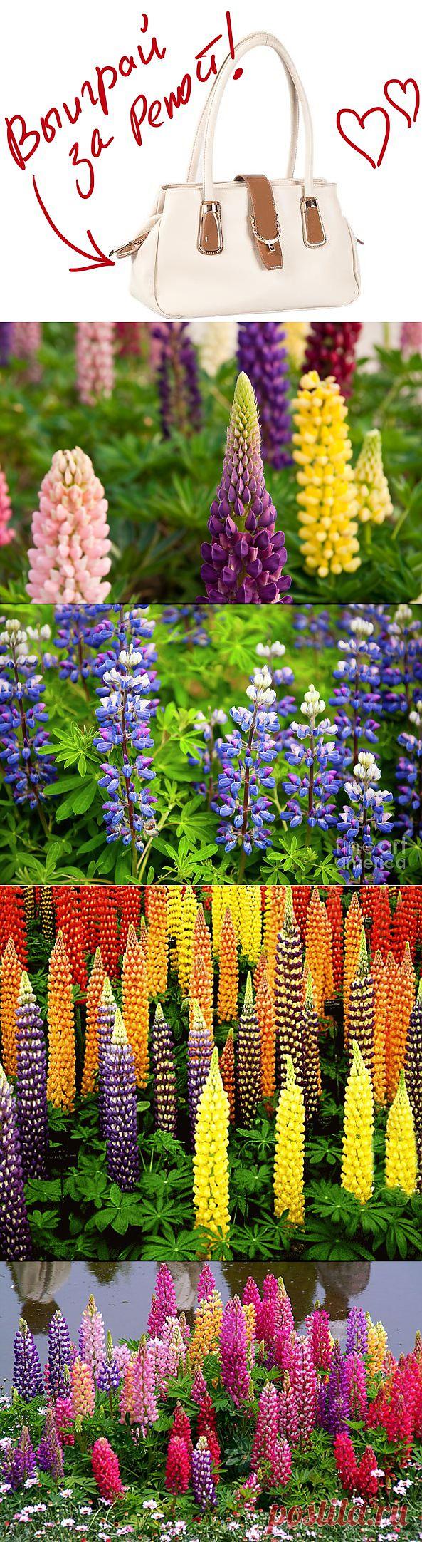 Люпин - "волчий цветок". Выиграйте стильную сумку от интернет-магазина Клуб Красоты, разместив любой пост с сайта 7dach.ru в Постиле. Чем больше постов - тем выше шансы. Розыгрыш состоится в понедельник, 16 декабря. В акции участвуют все посты, которые содержат этот текст и фото сумки!