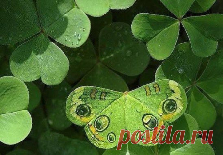 Красота маскировки