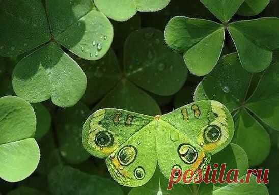 Красота маскировки