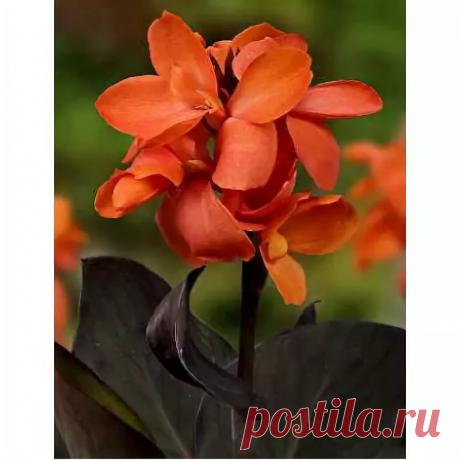 канна хэппи джулия: 14 тыс изображений найдено в Яндекс.Картинках