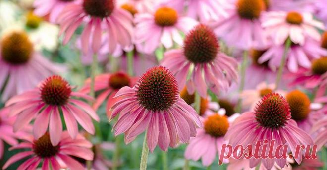 Эхинацея: посадка, уход и применение