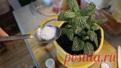 Что заставит расцвести все домашние растения? Рассказываю, что понадобится. Бедные домашние растения! Заводят их все подряд, а ухаживать — руки не доходят. Вот и теснятся бедолаги годами в одном и том же горшке, в тощей почве, спасибо, если хоть польют вовремя. В подкормках они нуждаются гораздо сильнее садовых, ведь в литровом горшке не раскинешь корни на несколько метров, чтобы набрать всего и побольше. Поэтому […]