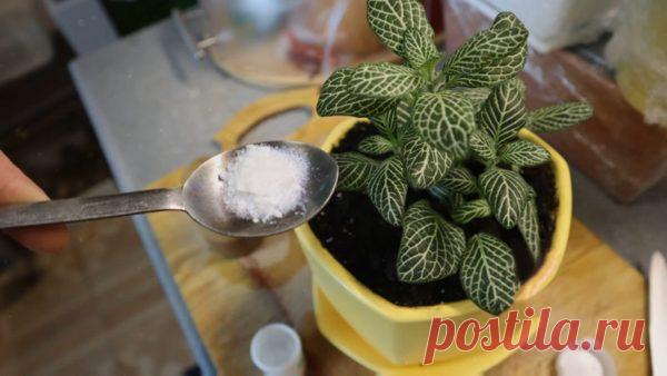 Что заставит расцвести все домашние растения? Рассказываю, что понадобится. Бедные домашние растения! Заводят их все подряд, а ухаживать — руки не доходят. Вот и теснятся бедолаги годами в одном и том же горшке, в тощей почве, спасибо, если хоть польют вовремя. В подкормках они нуждаются гораздо сильнее садовых, ведь в литровом горшке не раскинешь корни на несколько метров, чтобы набрать всего и побольше. Поэтому […]