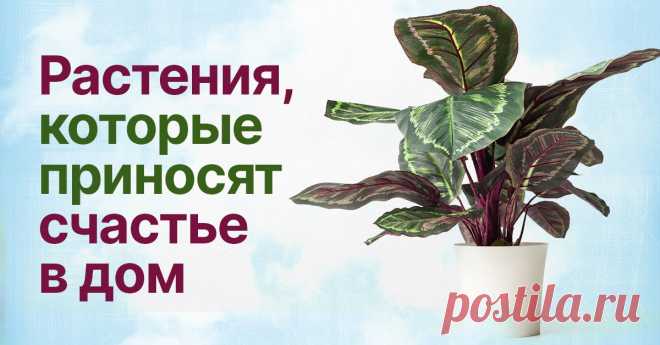 Комнатные растения, которые приносят удачу и деньги в дом Не зря я так люблю фиалки.
