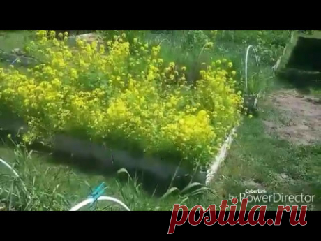 Томаты без поливов и прополки! Посадка.