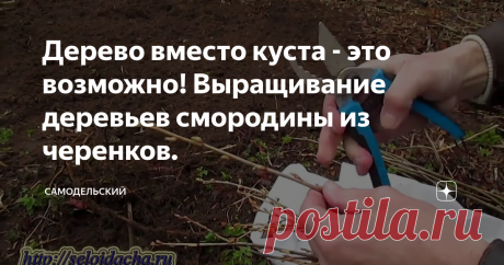Дерево вместо куста - это возможно! Выращивание деревьев смородины из черенков.