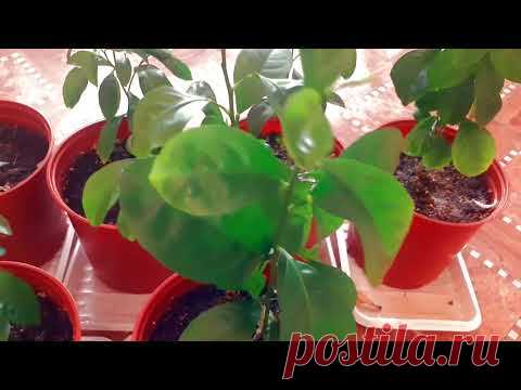 Болезни цитрусовых саженцев лимоны и мандарины .