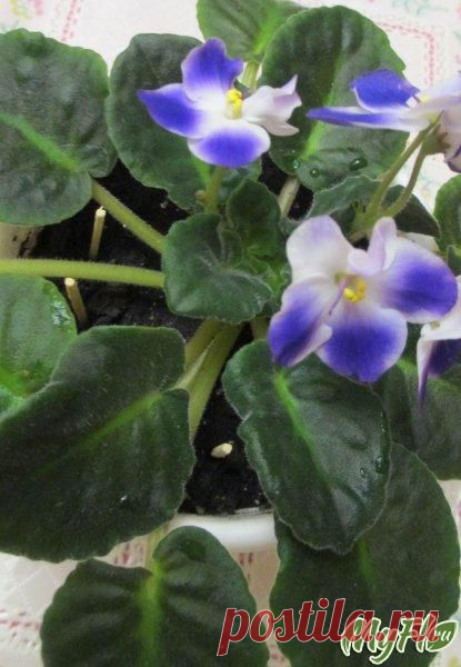 Избавляемся от мошек в земле растюх