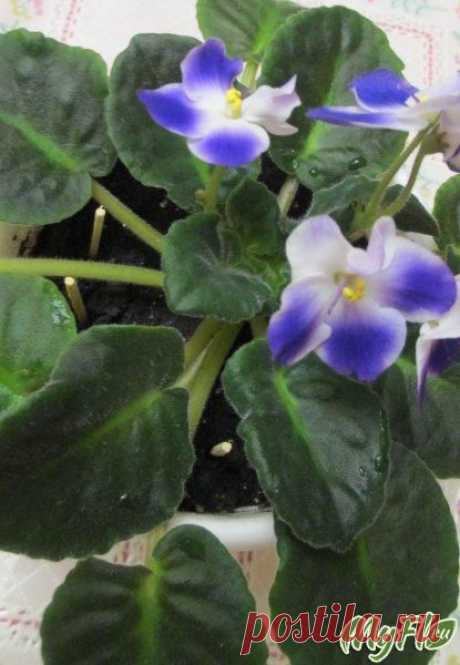 Избавляемся от мошек в земле растюх