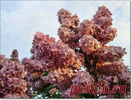 Махровая сирень
