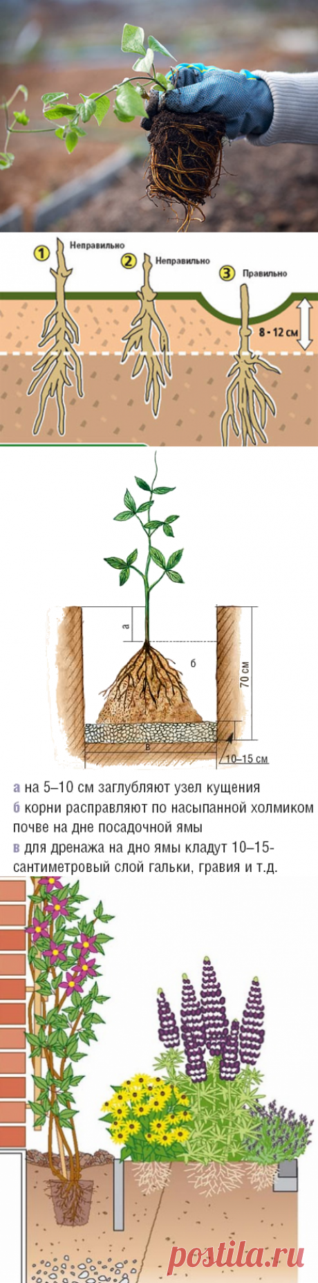 Как правильно посадить клематис. Где и как посадить клематисы