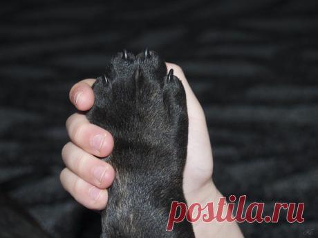 Пес спас от смерти ребенка на Алтае
Безответственная мать, ушедшая в загул на несколько дней, бросила своего двухлетнего сына на морозе. Мальчика, не имевшего теплой одежды, обогрела бродячая собака.
Уголовное дело завели в отношении …