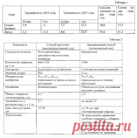 Способ выращивания интенсивного яблоневого сада
