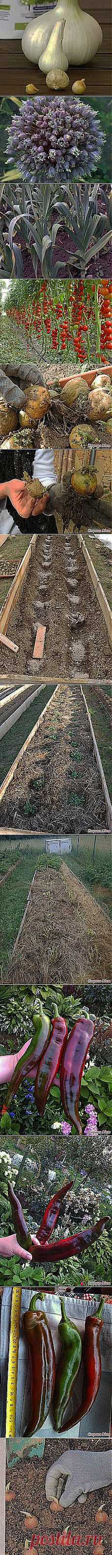 VALENTINA CERGUTSA: ДАЧНИКАМ | Постила.ru