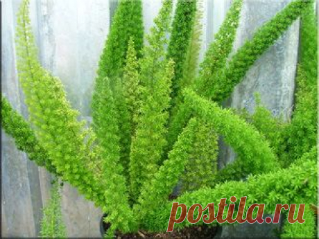 Аспарагус (Спаржа), (Asparagus). Описание, виды и уход за аспарагусом | Флористика на &quot;Добро ЕСТЬ!&quot;