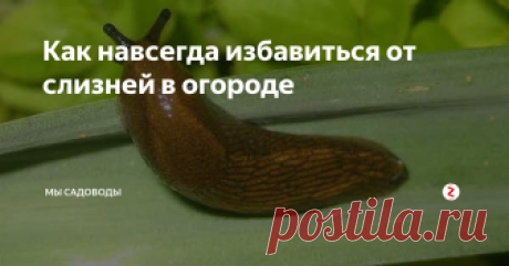 Как навсегда избавиться от слизней в огороде Любой садовод прекрасно знает, что борьба со слизнями в огороде - дело не простое. Эти вредители имеют одну важную особенность, которая позволяет им успешно противостоять различным отравам и химикатам. Если на тело моллюска попадает яд, вредитель просто избавляется от слоя слизи, который окутывает его тело. Тем самым уходя невредимым из отравленного места.
Начинающие садоводы пытаются бороться со