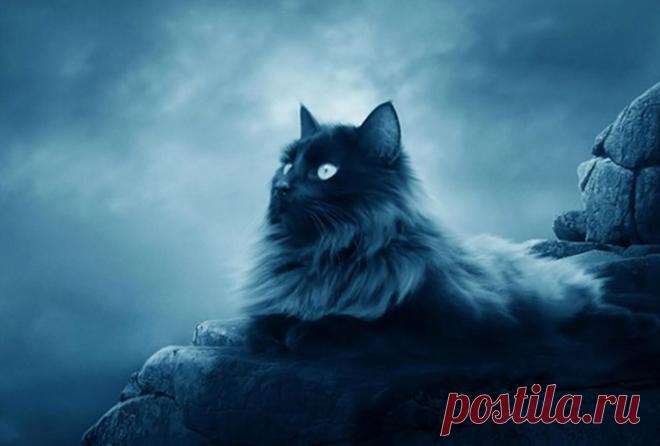 Зачем ваша кошка пришла именно к вам