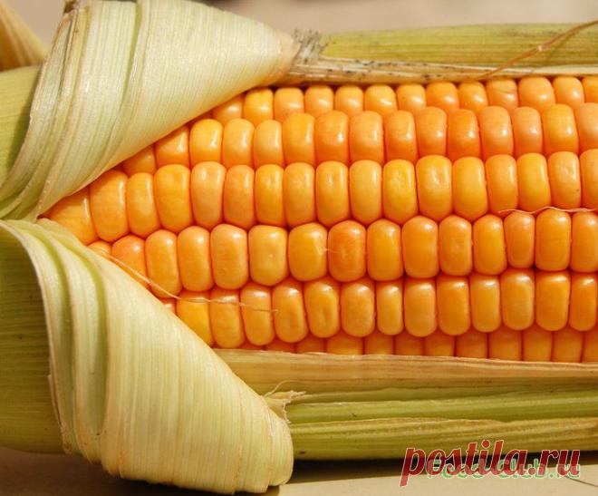 Как правильно варить кукурузу / Полезные советы / Кулинарные рецепты - Фуд-клаб.ру
