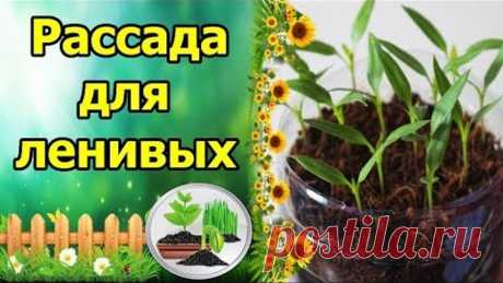 ПОСЕЯЛ И ЗАБЫЛ - РАССАДА ДЛЯ ЛЕНИВЫХ!!! ВЫРАЩИВАНИЕ ПЕРЦА БЕЗ ПИКИРОВКИ, БЕЗ ПОЛИВА!