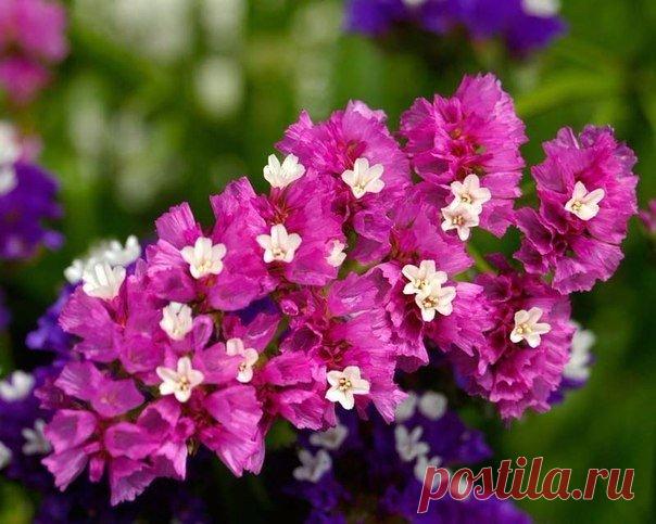 Кермек Привлекательные многолетники в саду могут сохранять свою декоративность в течение длительного времени. А некоторые из них способны радовать глаз и после окончания периода цветения – в холодное время года. Как раз к таким удивительным цветам относится кермек, который часто используется для создания для создания сухих зимних букетов. На самом деле, это растение совершенно неприхотливо, и каждый начинающий цветовод может посадить его в своем саду. Цветочки кермека небольшие, в природе они…