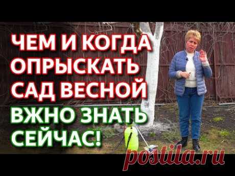 Чем опрыскивать сад весной. Обработка сада от болезней и вредителей. Весенняя обработка сада.