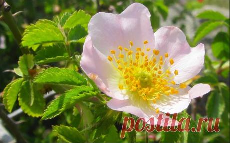 Фотография Шиповничек из раздела природа №5779596 - фото.сайт - Photosight.ru