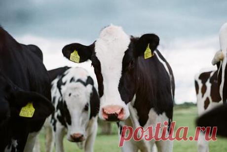 Информация о допуске к убою больных животных оказалась недостоверной. Гендиректор «Центра сертификации сельскохозяйственных предприятий» Светлана Щепеткина заявила, что с 1 сентября вступают в силу новые ветеринарные правила убоя животных и проведения ветеринарно-санитарной экспертизы на мясокомбинатах. При этом новые правила не отменяют текущих мер ветеринарного контроля.