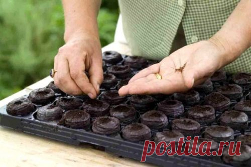 Сажаем рассаду в феврале 2019 года, лунный календарь огородника S#M Февраль – самый долгожданный месяц для всех любителей земли и растений, потому как именно в это врем...