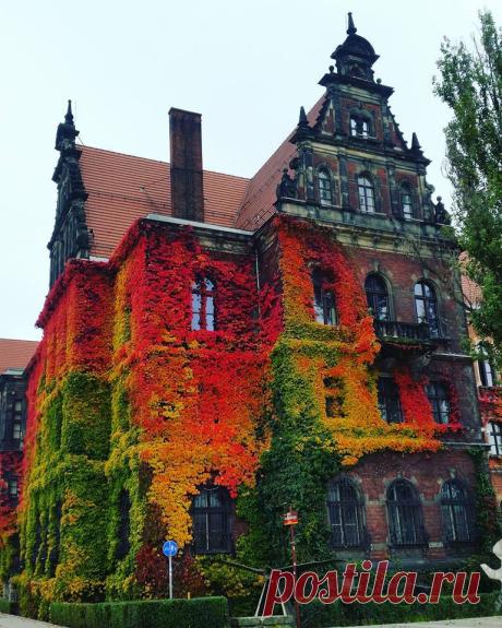 — sixpenceee: Incredibly couloured ivy on Museum...
